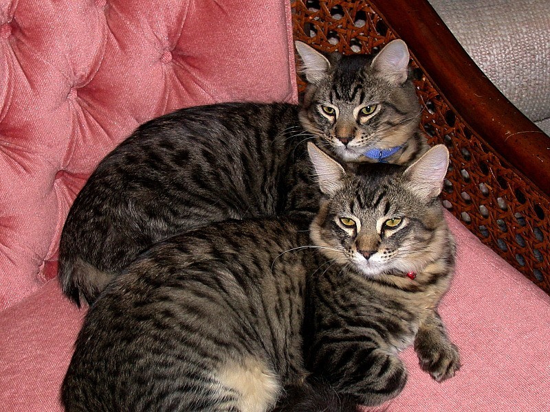 Our Cats - Zeus and Thor