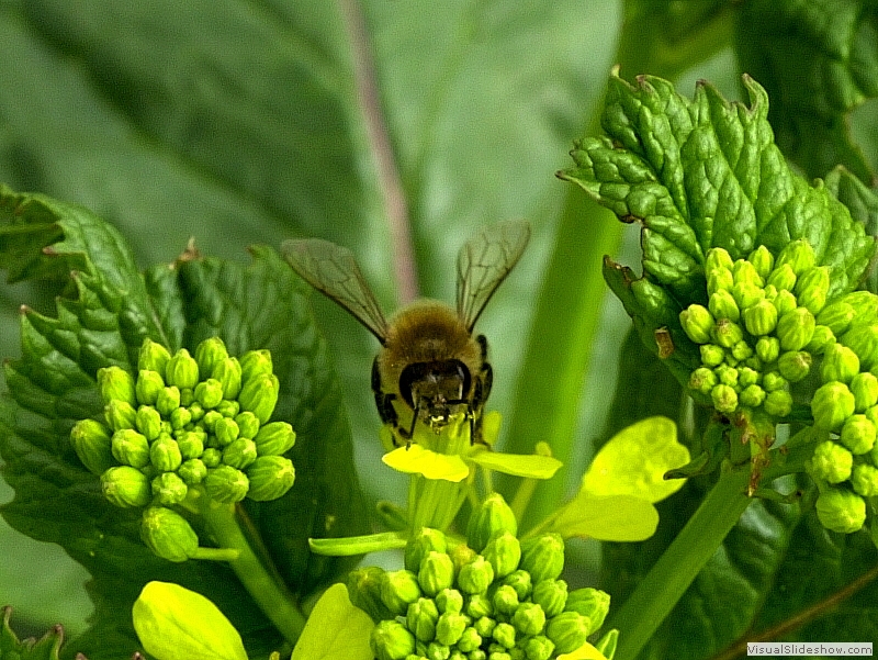 Bee-05