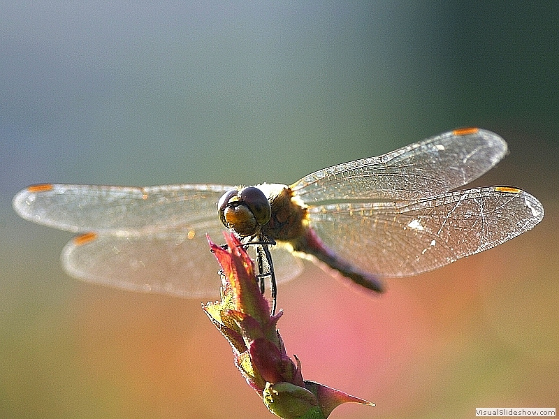 Dragonfly-03s