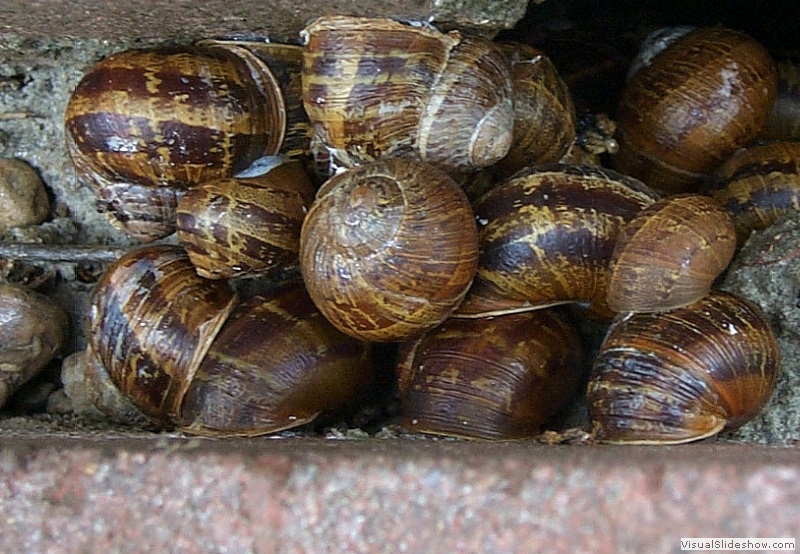 Snails in the Parks