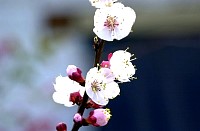 BlossomsMc.jpg