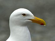 Seagull01S.JPG