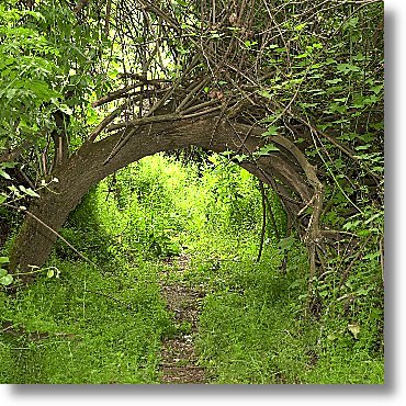 The Path