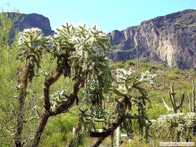 arizona1