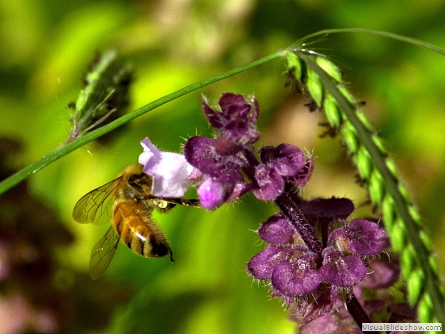 bee1