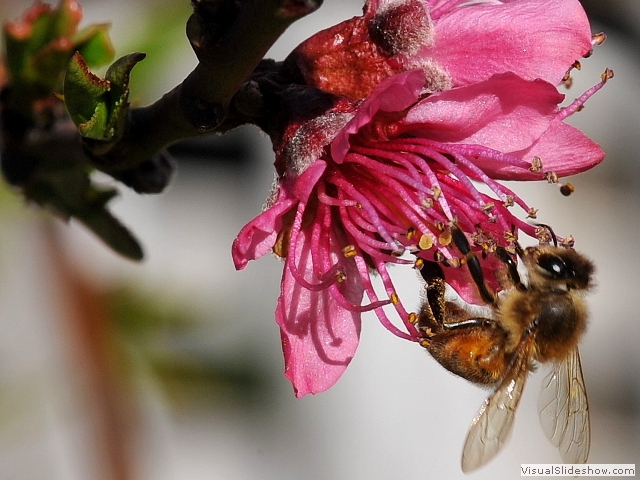 beeblossom1