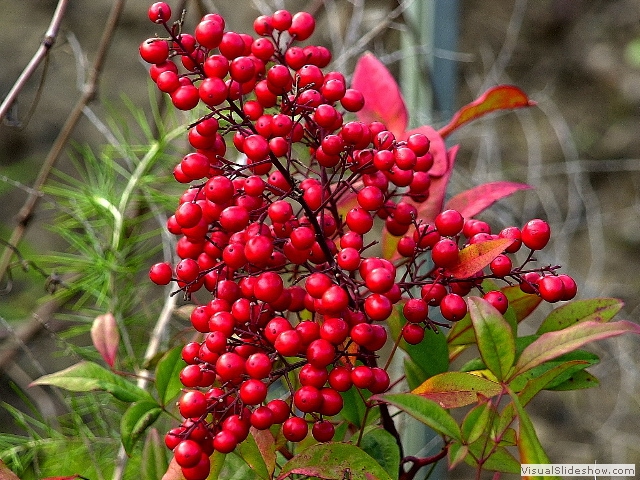 berries1