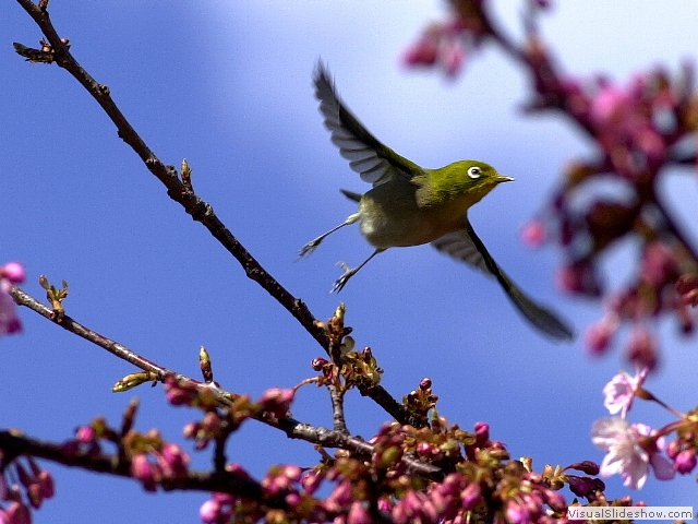 bird1