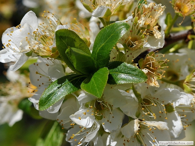 blossoms1