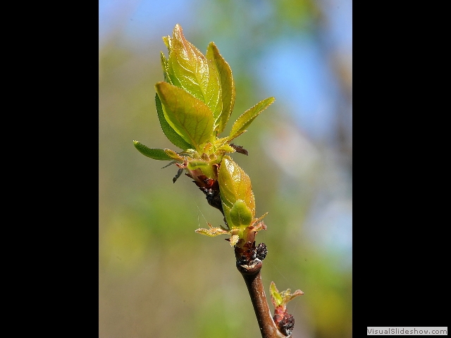 buds1