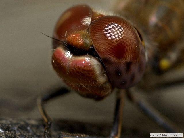 dragonfly3