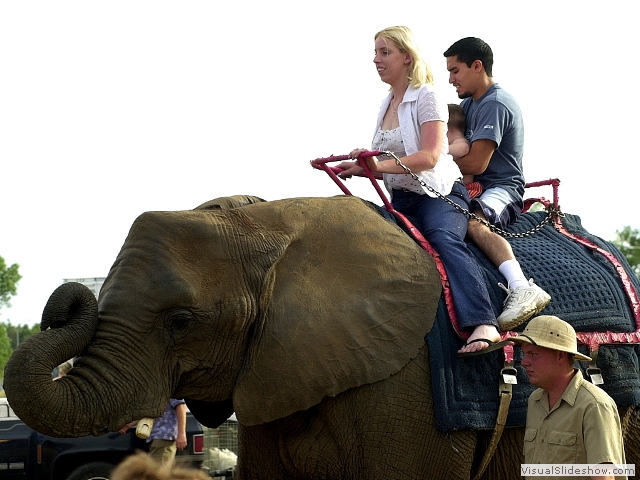 elephant1