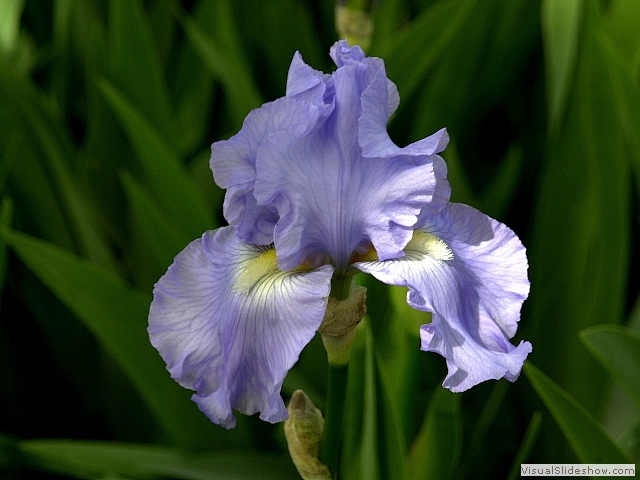flower1