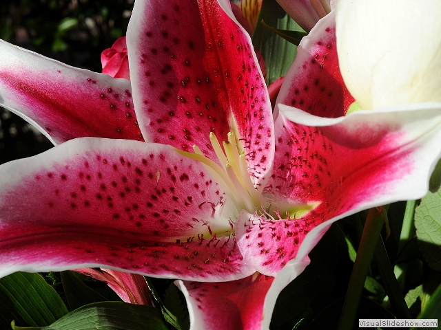 flower2