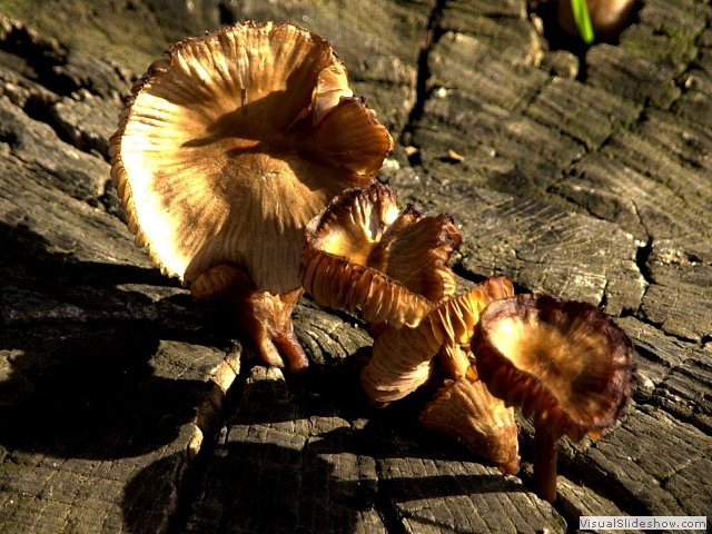 fungus1
