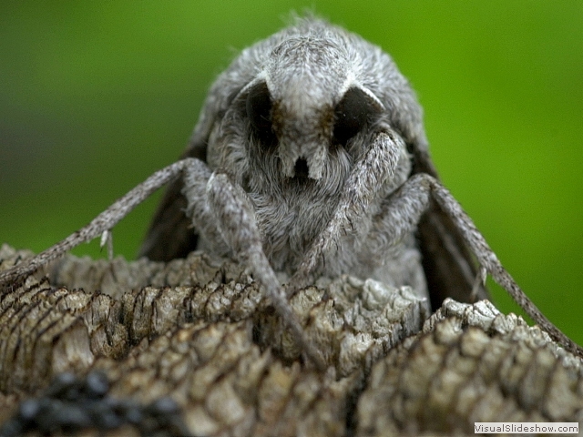 moth1