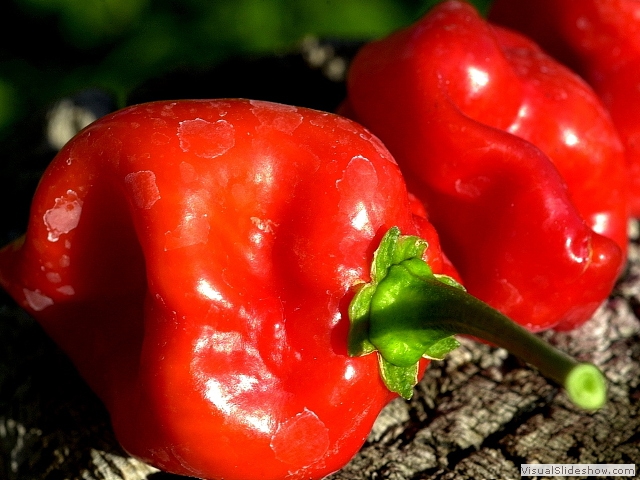redsavina1