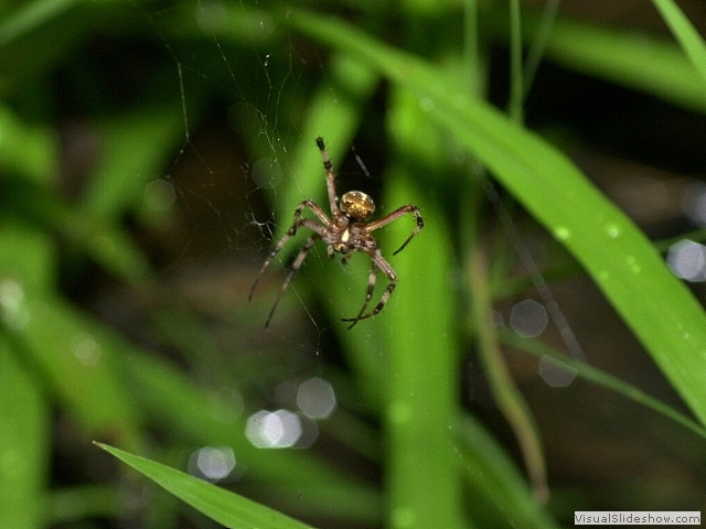 spider2