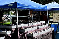 DSC_7290.jpg