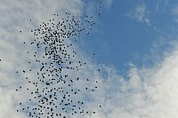 DSC_3956.jpg
