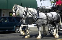 DSC_0175.jpg