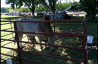 P0003979.jpg