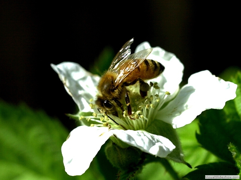 Bee-02S