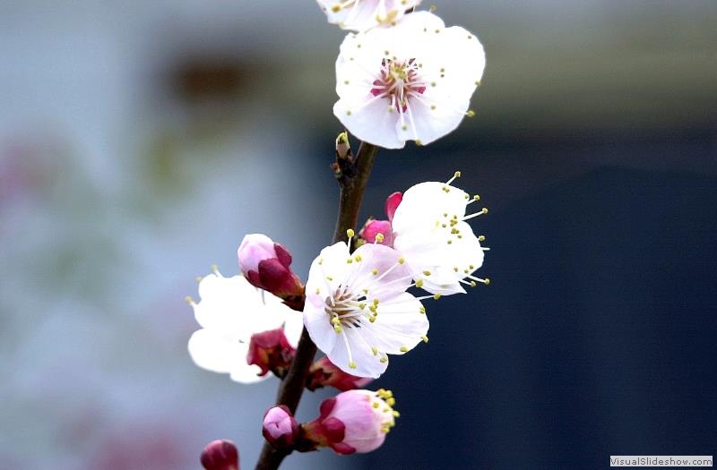 Blossoms-Mc