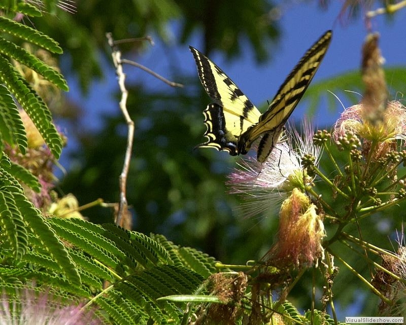 Butterfly-01