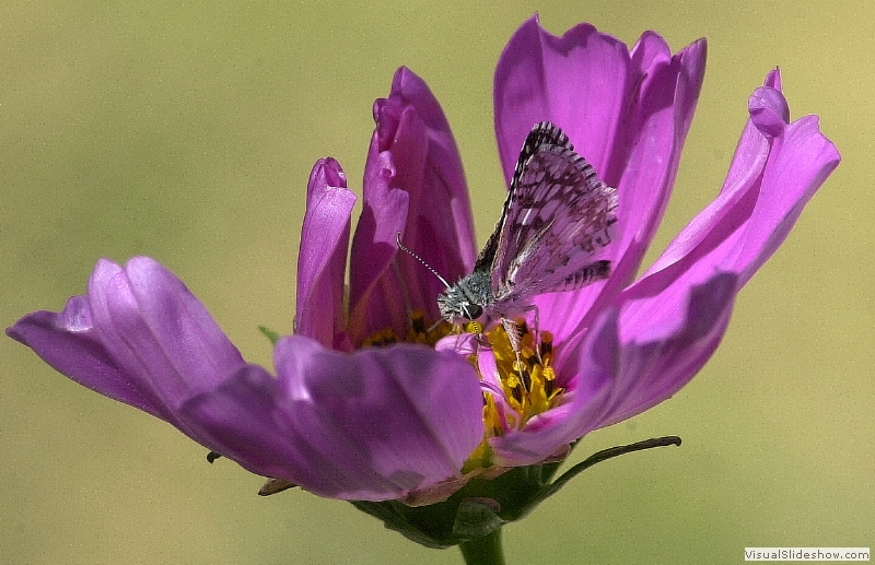 DSC_0477s