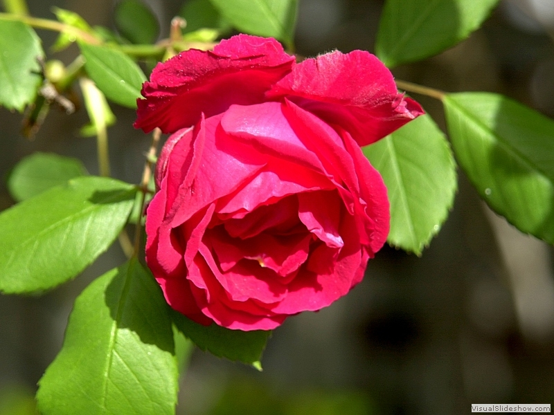 Rose-01S