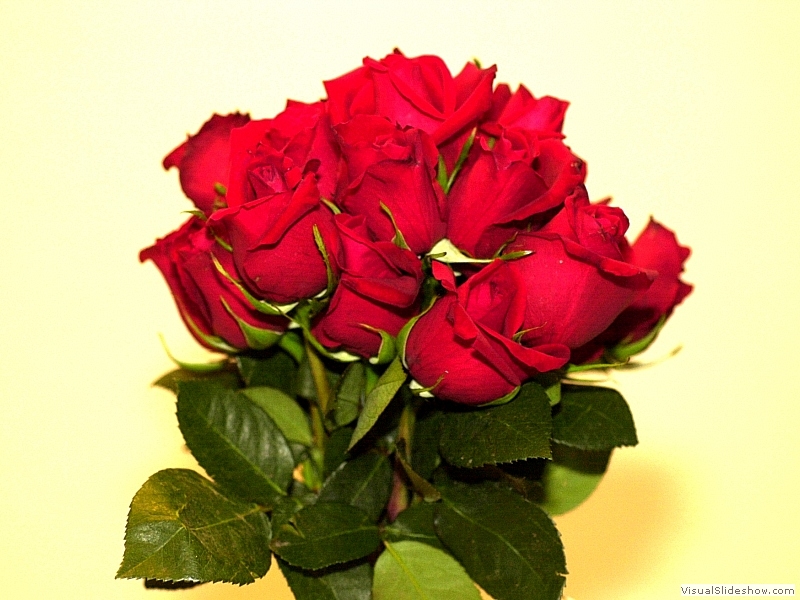 Roses 03-S