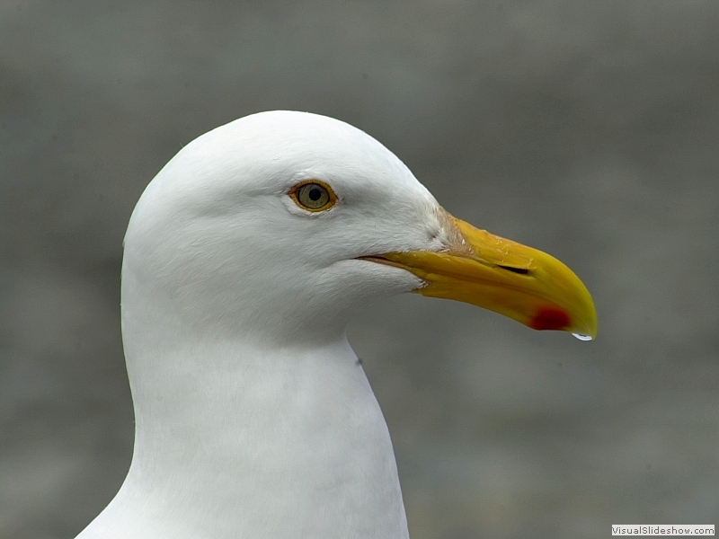 Seagull-01S