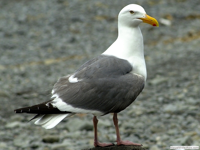Seagull-02S