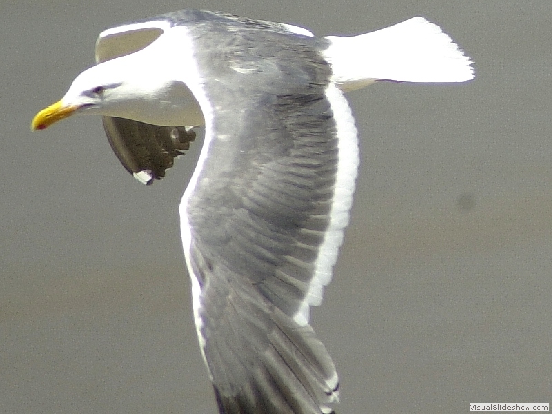 Seagull-03S