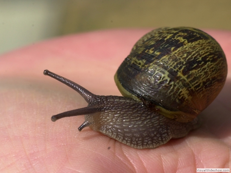 Snail 01-S