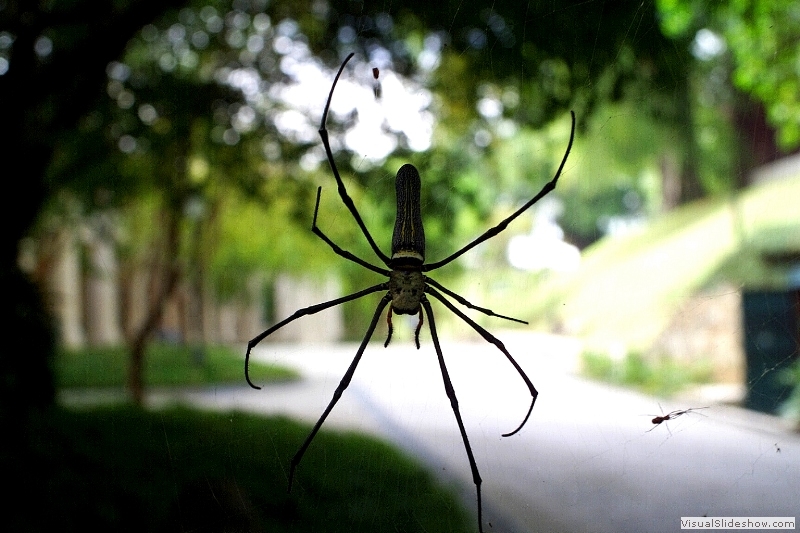 Spider 01s