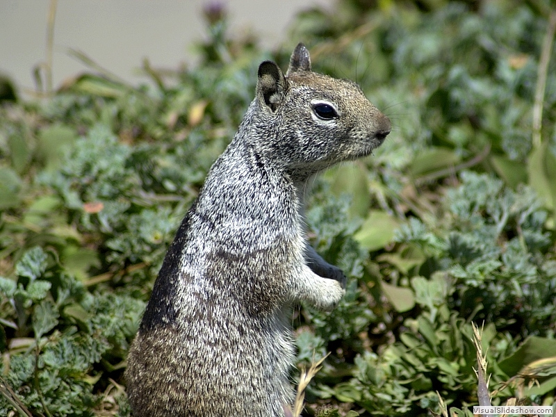 Squirrel-01S
