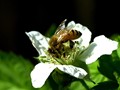 Bee-02S