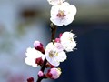 Blossoms-Mc