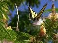 Butterfly-01
