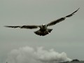 Dsc_4370-ce