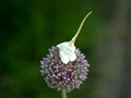 Hat on Blossom-1