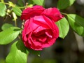 Rose-01S