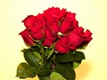 Roses 03-S