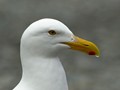 Seagull-01S