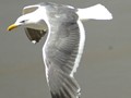 Seagull-03S