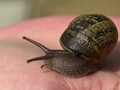 Snail 01-S