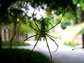 Spider 01s