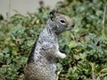 Squirrel-01S